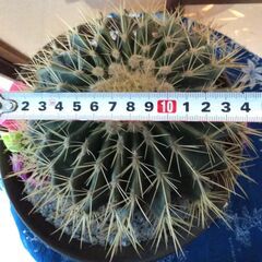 ①【松久園】サボテン 金鯱 10号 鉢入り ビックサイズ