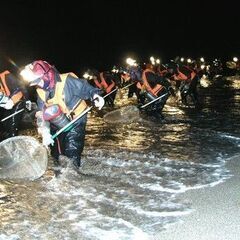 😊【出張】うなぎの稚魚漁