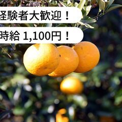 【時給 1,100円】土佐文旦収穫・運搬作業等のお仕事！【単発/...