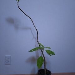 庭木　エンジェルトランペット　オレンジ系の花
