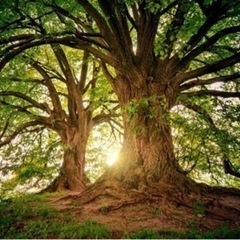 🧘お試し🌳精神の安定に🌳グラウンディングアース