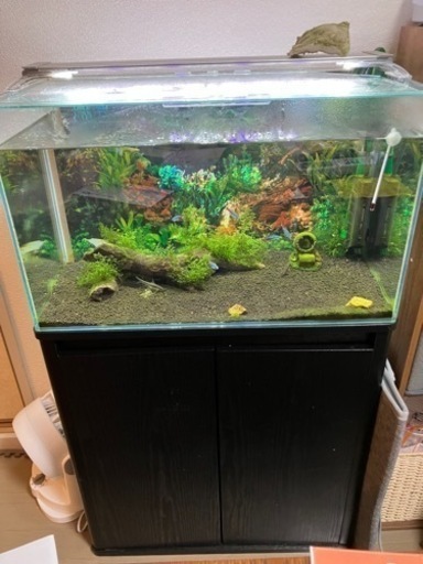 決まりました！ 熱帯魚、水槽、外部フィルタ、LED諸々セット