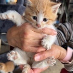 【募集一時停止】茶トラの兄弟🎵生後1ヶ月