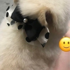 ポメラニアン1度着用🐶リボン 犬 首輪 