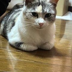 パステル三毛猫雌　