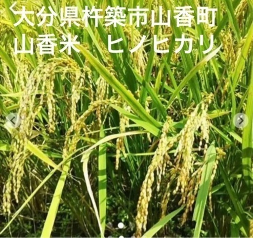大分県杵築市山香町　山香米ヒノヒカリお米30キロ㎏
