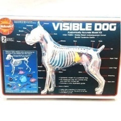 獣医学用　犬の骨格標本　visible dog