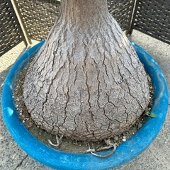 【トックリラン　ポニーテール】🌴アガベ　ユッカ　ロストラータ　ヤシ🌴