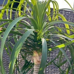 【トックリラン　ポニーテール】🌴アガベ　ユッカ　ロストラータ　ヤシ🌴