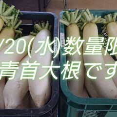 規格外(群馬県伊勢崎市産)　採れたて大根　数量限定の10本300...