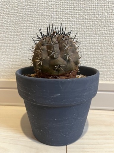 サボテン　コピアポアシネレア(黒王丸)