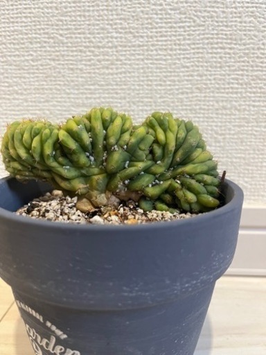 サボテン　トリコケレウス・パチャノイ クリスタタ