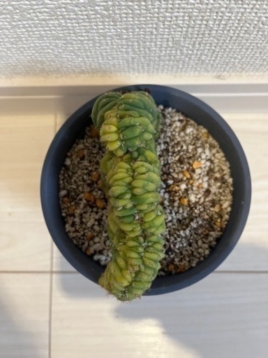 サボテン トリコケレウス・パチャノイ クリスタタ