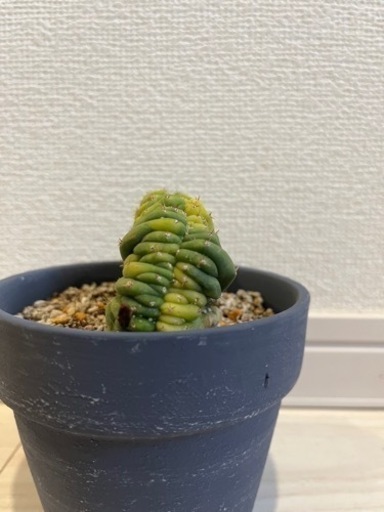 サボテン　トリコケレウス・パチャノイ クリスタタ サボテン トリコケレウス・パチャノイ クリスタタ