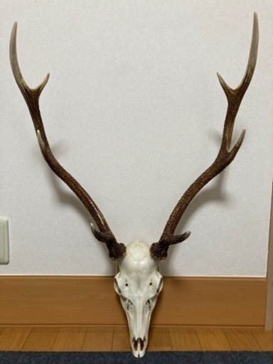 鹿角　鹿角トロフィー　鹿角オブジェ