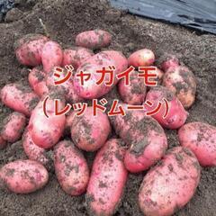【売り切れ❌】松ちゃん様　①冬のジャガイモ【レッドムーン】1袋1...
