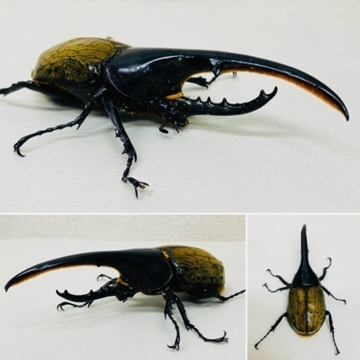ヘラクレスオオカブト オス単品 130mm