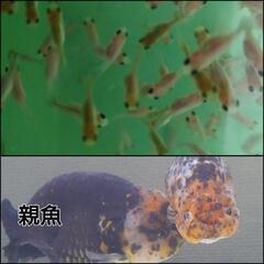 稚魚10匹◆中国産らんちゅうの仔