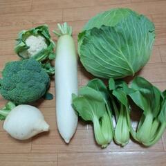 お野菜６点【チンゲン菜】
