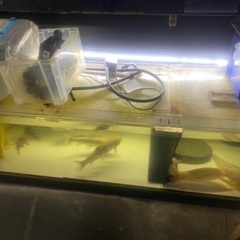 【ネット決済】アクリル水槽　熱帯魚　アロワナ