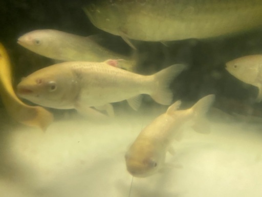 アルビノソウギョ　熱帯魚