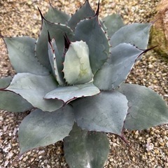 パリー　吉祥天　選抜株　中株