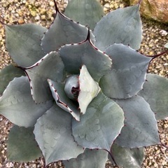 パリー　吉祥天　選抜株　中株