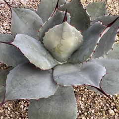 パリー　吉祥天　選抜株　中株