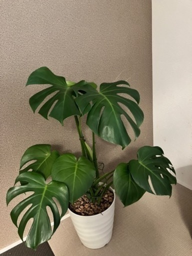 観葉植物　モンステラ