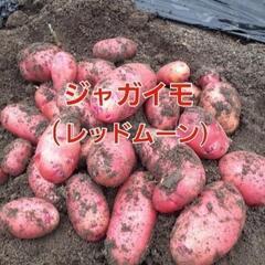 【売り切れ❌】まっつん様　②冬のジャガイモ【レッドムーン】1袋1...