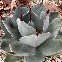 アガベ パリー トランカータ ハンティントン 選抜株 美株