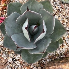 アガベ パリー トランカータ ハンティントン 選抜株 美株