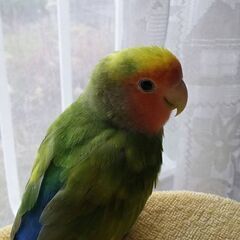 コザクラインコ  オス  3歳