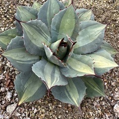 パリー 吉祥天錦 中株