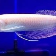 熱帯魚アルビノプラチナシルバーアロワナ