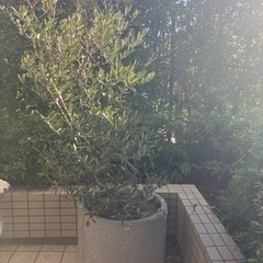 2万相当です！オリーブ　木　鉢植え