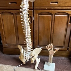  全国配送　脊柱骨盤股関節   人体模型   大腿骨付   実物大
