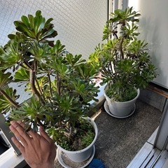 観葉植物 クロボウシ