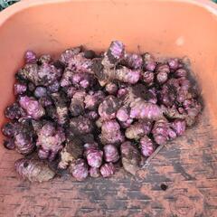 菊芋(赤紫種)【無農薬、有機栽培】１kg　明日まで‼️