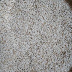 【お話し中です】令和５年産農薬不使用のもち米（峰の雪もち）玄米１０Kg