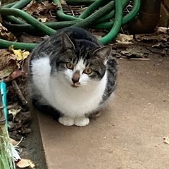 保護猫⑤ 寂しがり屋の甘え下手