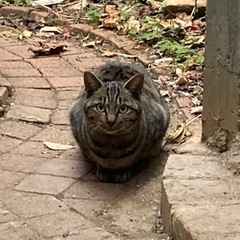 保護猫⑥ お腹が空いたら泣きながらついてきてめちゃくちゃ可愛い。