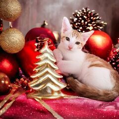 12月24日(日)🩷🩷三鷹で猫の譲渡会クリスマスイブ🌲🫎🌲茶白の男の子生後３ヶ月半エイズ陽性です。🌲🎅🎅🌲買い主不在確認済み - 猫
