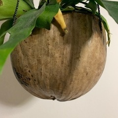 ヤシの実　コウモリラン
