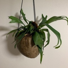 ヤシの実　コウモリラン