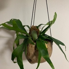 ヤシの実　コウモリラン