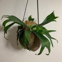 ヤシの実　コウモリラン