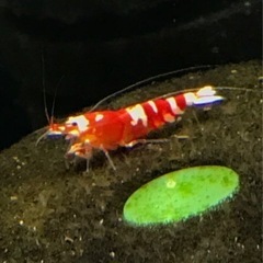 《取引成立》【Joushu.shrimp】RED ファンシー タ...