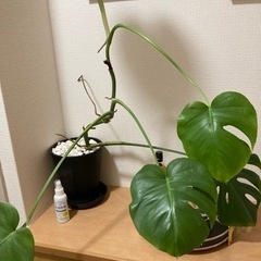 観葉植物モンステラ