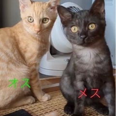 子猫 オス2匹とメス3匹